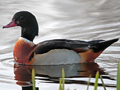 Wood Duck x Common Shelduck hybrid